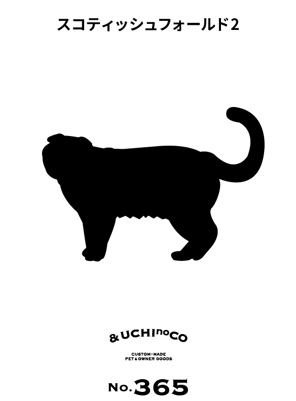 スコティッシュフォールド2