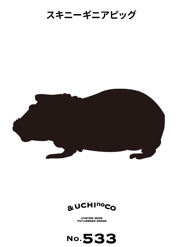 スキニーギニアピッグ