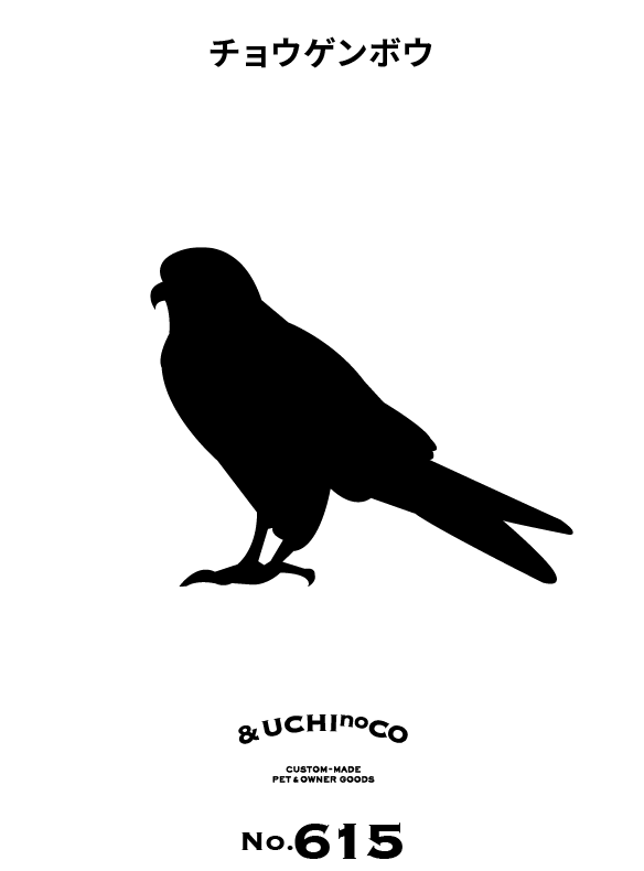 チョウゲンボウ