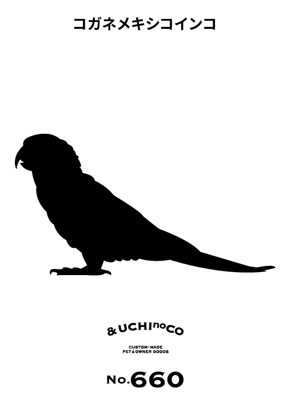 コガネメキシコインコ