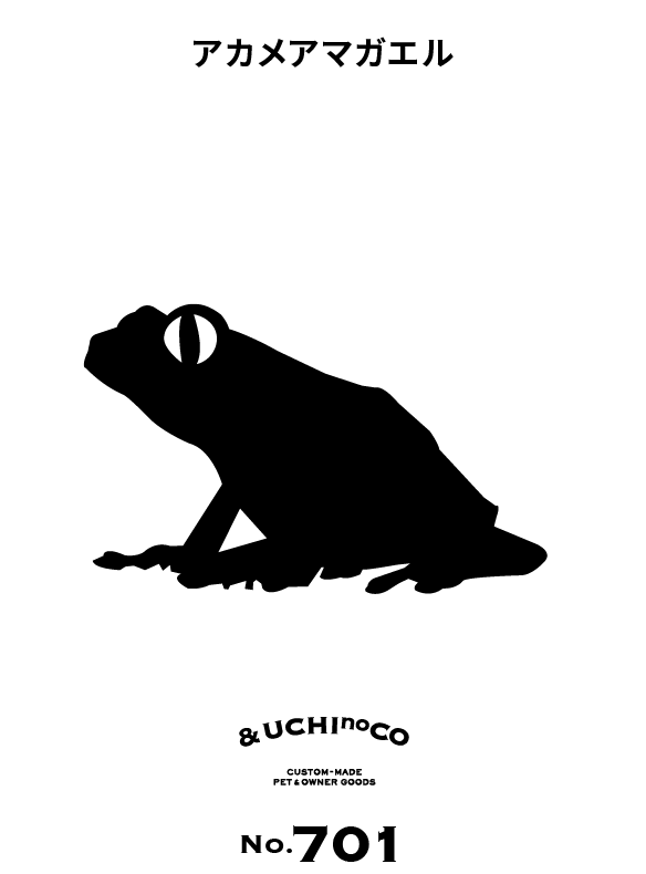 アカメアマガエル