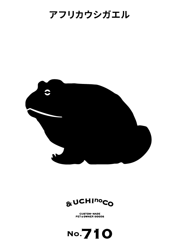 アフリカウシガエル