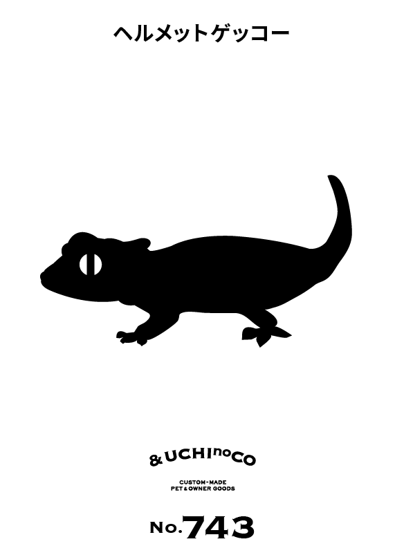 ヘルメットゲッコー
