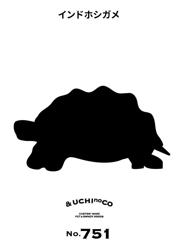 インドホシガメ