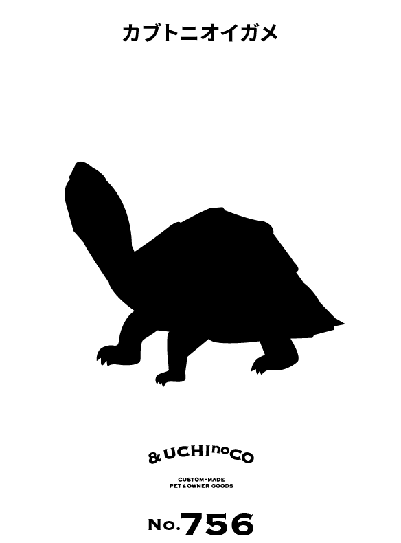 カブトニオイガメ