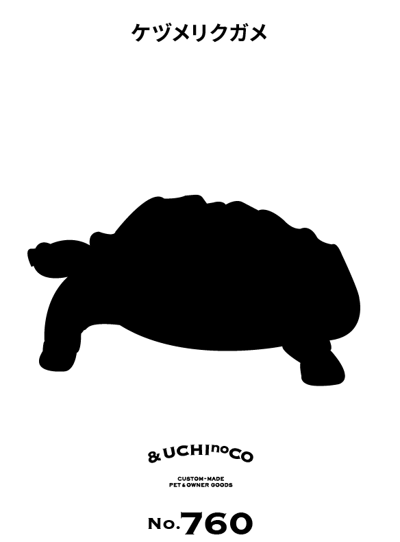 ケヅメリクガメ