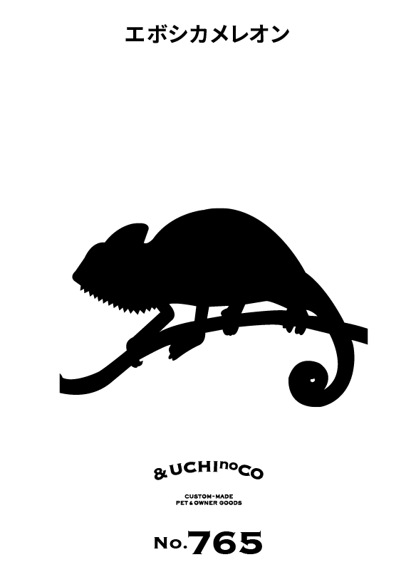 エボシカメレオン