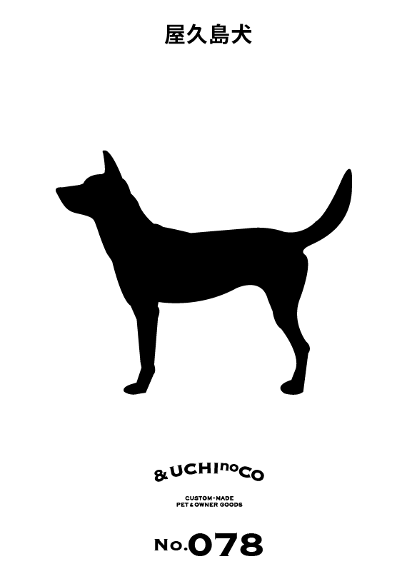 屋久島犬