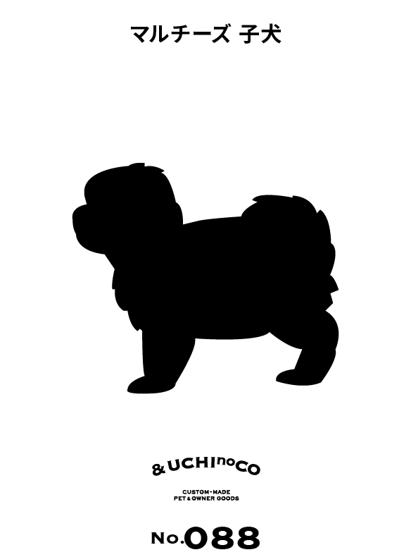 マルチーズ 子犬