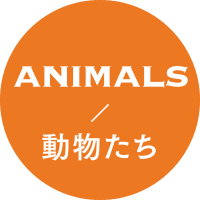 動物たち